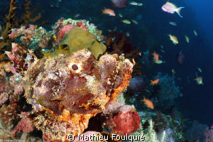 scorpionfish by Mathieu Foulquié 